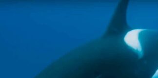 Whale Wit – Lupe Fiasco Whale Wit - Lupe Fiasco