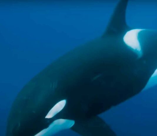 Whale Wit - Lupe Fiasco